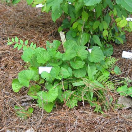 Netted Chain Fern